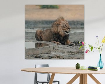Lion in Namibia, Africa by Patrick Groß