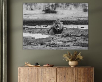 Lion in Namibia, Africa by Patrick Groß