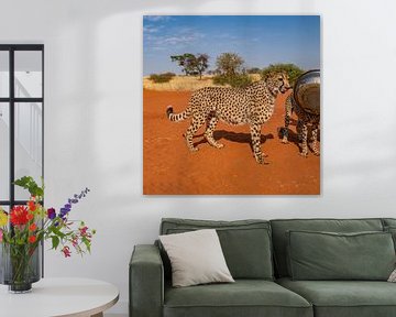 Luipaard in Namibië Afrika van Patrick Groß