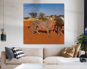 Luipaard in het wild in Namibië, Afrika van Patrick Groß