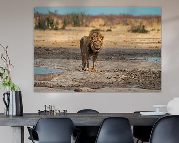 Afrikaanse leeuw in Namibië, Afrika van Patrick Groß