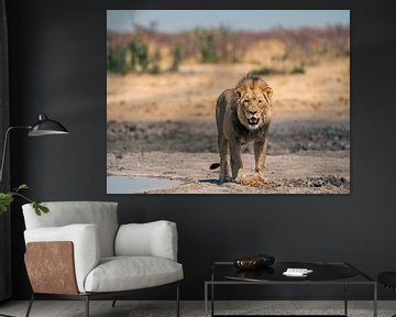 African lion in Namibia, Africa by Patrick Groß