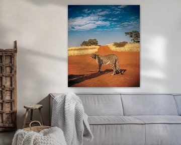 Cheetah in de Kalahari van Namibië, Afrika van Patrick Groß