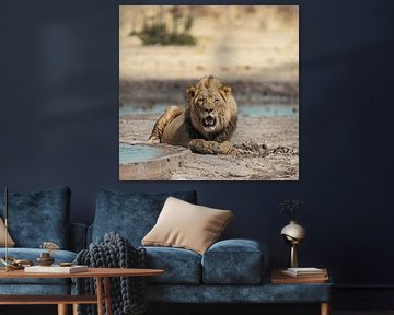 Lion in Namibia, Africa by Patrick Groß