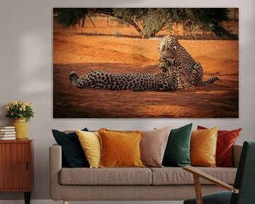 Cheetah pair in the Kalahari Desert of Namibia, Africa by Patrick Groß