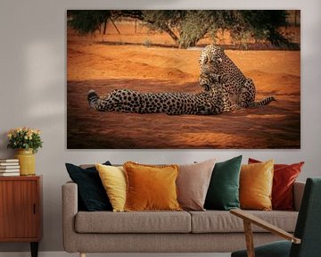 Cheetah pair in the Kalahari Desert of Namibia, Africa