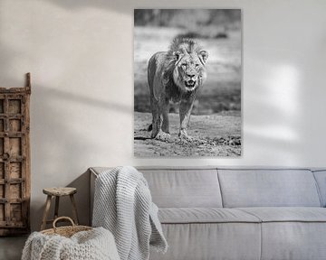 Lion in Namibia, Africa by Patrick Groß