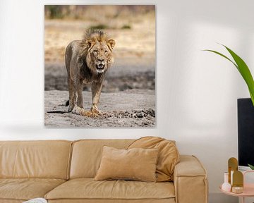 Lion in Namibia, Africa by Patrick Groß