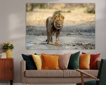 Lion en Namibie, Afrique sur Patrick Groß