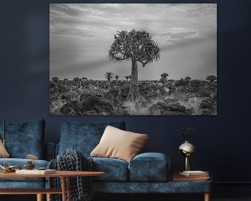 Quiver tree in Namibia, Africa by Patrick Groß