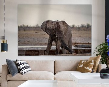 Elefant kühlt sich ab an einem Wasserloch in Namibia, Afrika von Patrick Groß