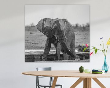 Elefant kühlt sich ab an einem Wasserloch in Namibia, Afrika von Patrick Groß