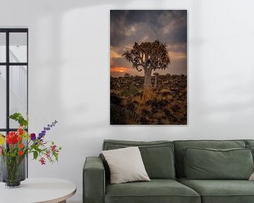 Köcherbaum bei Sonnenuntergang in Namibia, Afrika von Patrick Groß