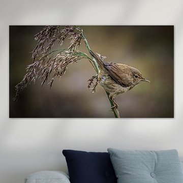 Klappergrasmücke von Henk Rombouts