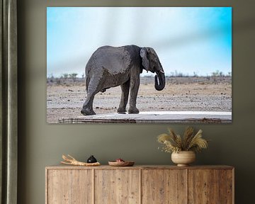 Elefant kühlt sich ab an einem Wasserloch in Namibia, Afrika von Patrick Groß