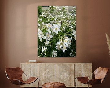 White flowers by Anna Sasiadek