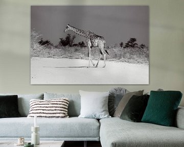 Girafe dans le parc national d'Etosha en Namibie, Afrique sur Patrick Groß