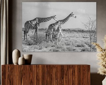 Giraffen in het Etosha National Park in Namibië, Afrika van Patrick Groß