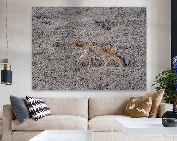Black-backed jackal in Namibia, Africa