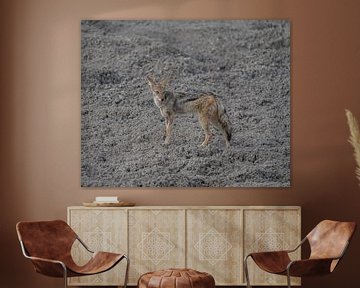 Black-backed jackal in Namibia, Africa by Patrick Groß