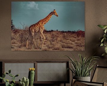 Giraffe in Etosha Nationaal Park in Namibië, Afrika van Patrick Groß