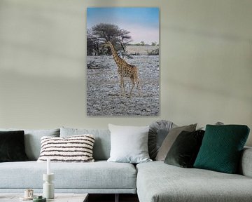 Giraffe im Etosha-Nationalpark in Namibia, Afrika von Patrick Groß