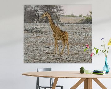 Girafe dans le parc national d'Etosha en Namibie, Afrique sur Patrick Groß