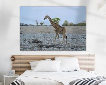 Girafe dans le parc national d'Etosha en Namibie, Afrique sur Patrick Groß