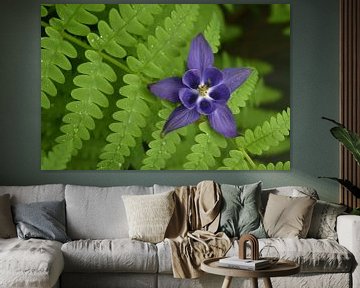 A columbine flower in the garden by Claude Laprise