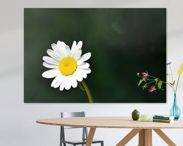 Une fleur marguerite au jardin sur Claude Laprise