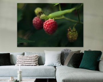 Raspberries growing | Wall Art | Photography by Luis Boullosa