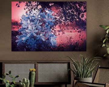 Un lis africain bleu sous l'arbre