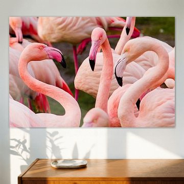 Flamingos