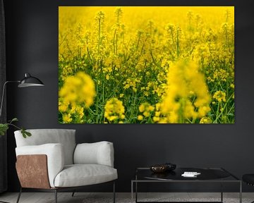 Canola or Rape Seed plants in a field during spring. by Sjoerd van der Wal Photography