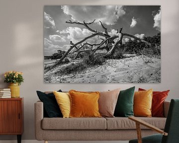 arbre électrique sur les dunes de Loonse et Drunense sur Eugene Winthagen