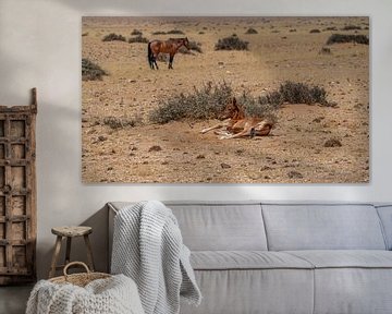 Wildpferdfohlen in Garub in Namibia, Afrika von Patrick Groß