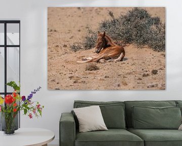 Wildpferdfohlen in Garub in Namibia, Afrika von Patrick Groß