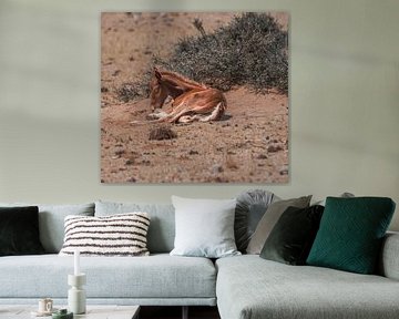 Veulen van een wild paard in Garub in Namibië, Afrika van Patrick Groß