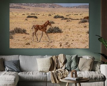 Wildpferdfohlen in Garub in Namibia, Afrika von Patrick Groß