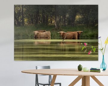 Scottish highlanders in the water by KB Design & Photography (Karen Brouwer)