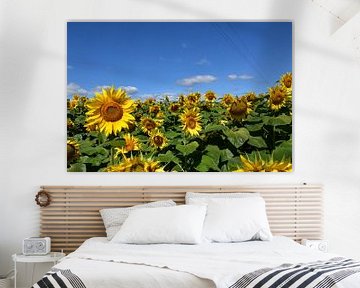 A sunflower field under a blue sky by Claude Laprise