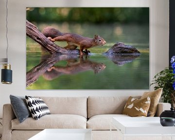 Brown red squirrel on a branch above the water by Jolanda Aalbers