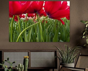 Tulips by Michael Roubos