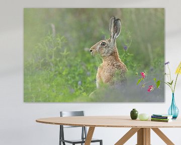 Feldhase sitzt auf einer Wiese mit Kleepflanzen von Mario Plechaty Photography