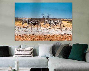 Afrikanische Zebras im Etosha-Nationalpark in Namibia, Afrika von Patrick Groß