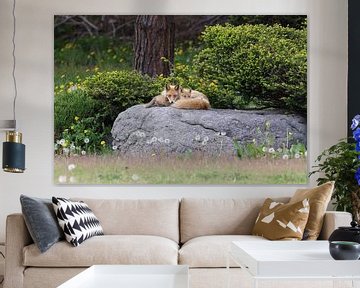 Ezo Red Fox with cubs Hokkaido, Japan by Frank Fichtmüller