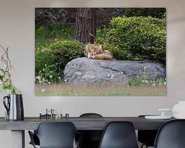 Ezo Red Fox with cubs Hokkaido, Japan by Frank Fichtmüller