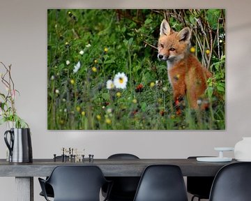 Un jeune renard dans un champ au printemps sur Claude Laprise