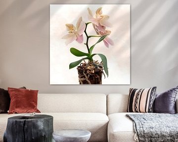 Orchidee im Topf von Klaartje Majoor