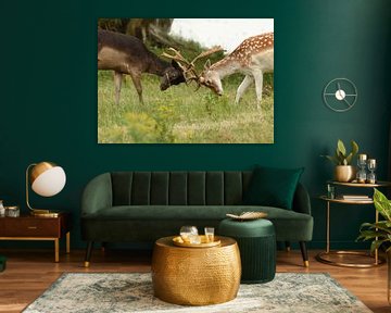 Two young Fallow deer frolicking
